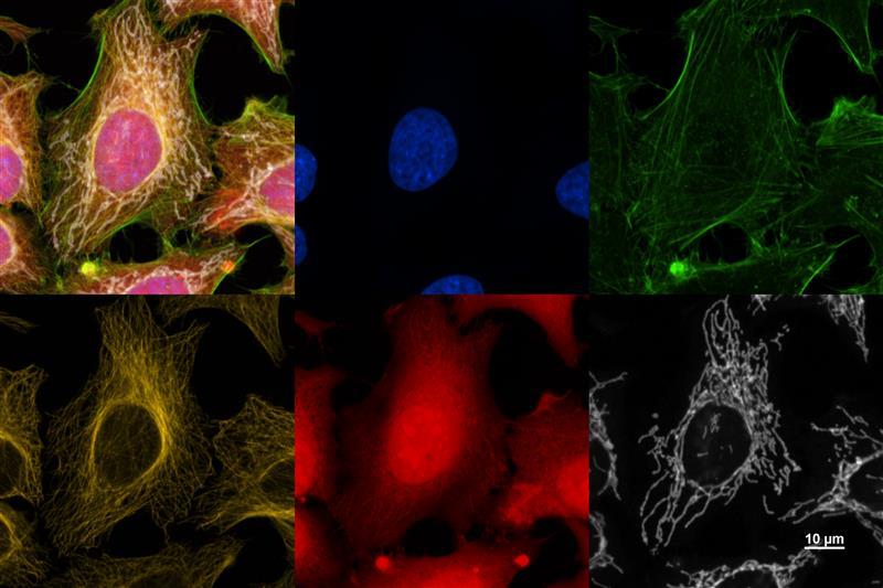 AX NIR镜头看的东西.jpg