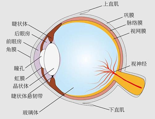眼球.jpg